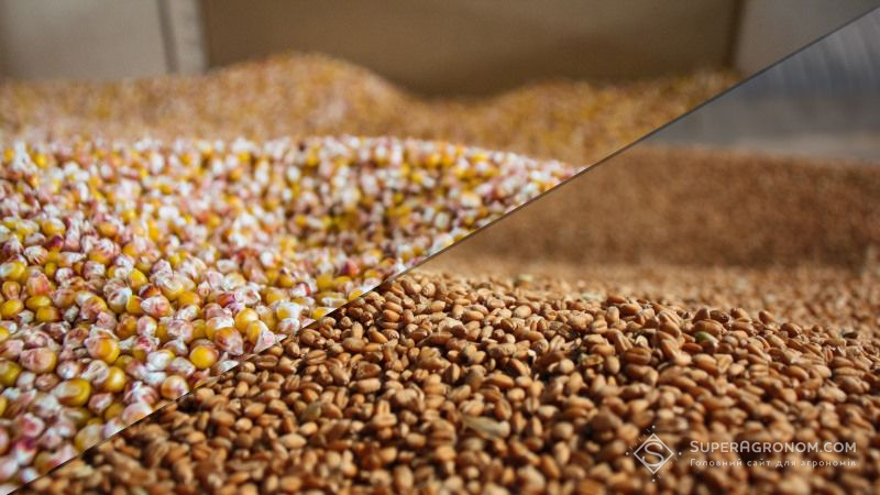 USDA оприлюднило прогноз виробництва кукурудзи та пшениці в Україні