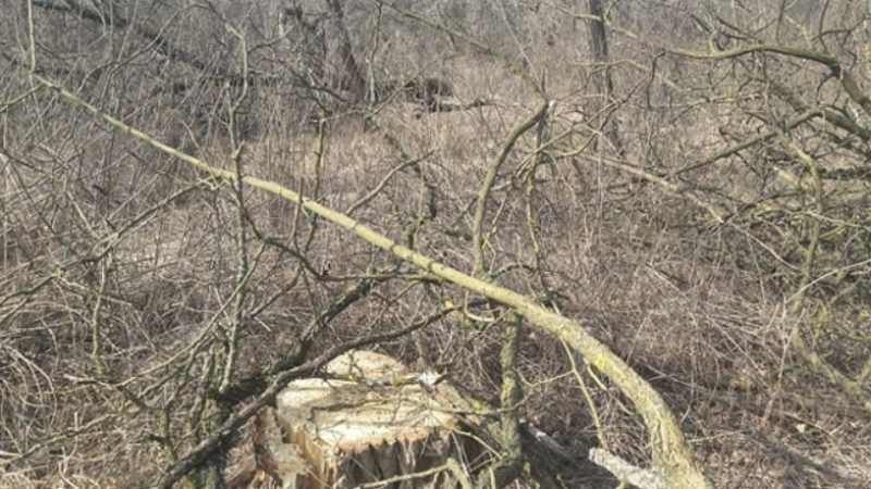 На Миколаївщині продовжують нищити полезахисні лісосмуги