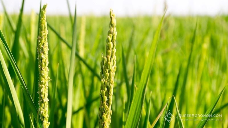 Науковці шукають сорти рису, що зможуть впоратися з посухою і підвищенням температур