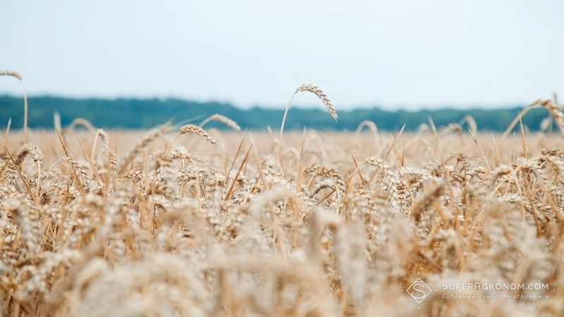 Валовий збір зерна в Україні прогнозують на рівні 67,4 млн тонн
