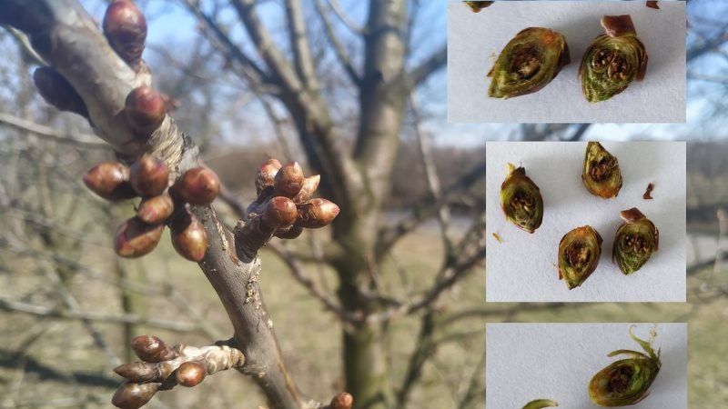 Польські садівники зазнали втрат врожаю через весняні заморозки