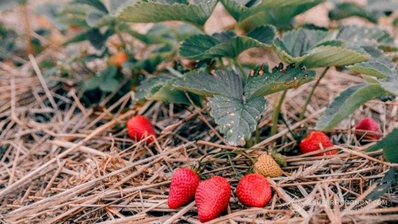 На фермі неподалік Києва вирощують органічні ягоди та лаванду