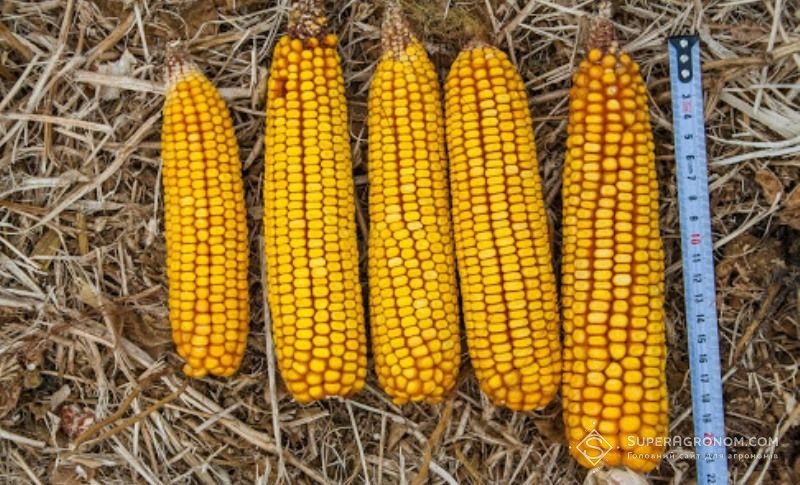 Ціна на кукурудзу цього року очікується на рівні $140-170 за 1 т — прогноз
