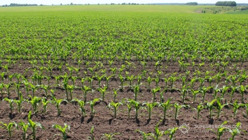 США нарощує площі посіву кукурудзи та сої — USDA