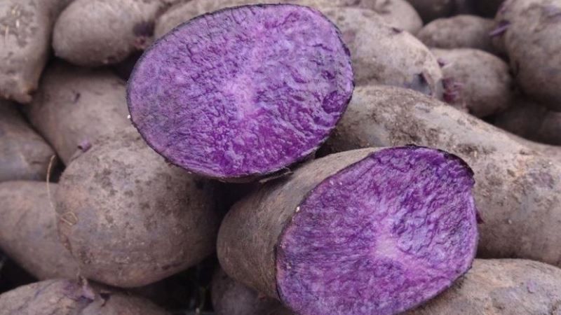На півдні України випробовують новий сорт кольорової картоплі
