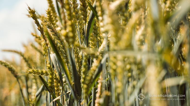 Посуха позначиться на потенціалі врожайності пшениці в країнах Чорноморського регіону