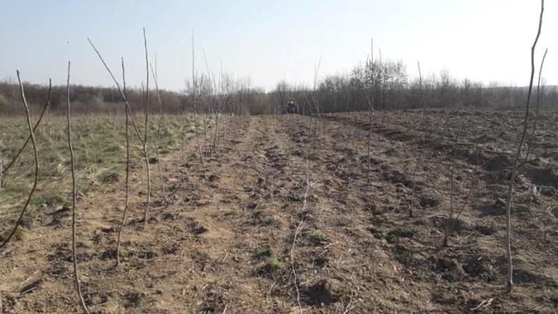На Буковині закладено нові плантації горіхів