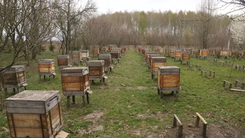 Через весняні обробки полів пасічники звинувачують аграріїв у масовій гибелі бджіл