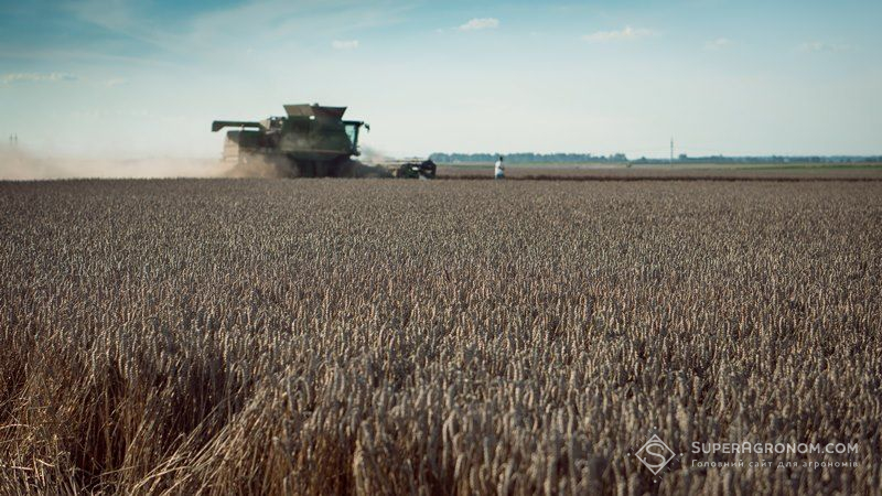 Цьогорічний прогноз врожаю зерна знижено на 2,4%