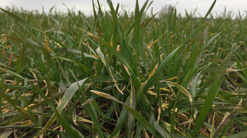 Весняні приморозки та посуха завдали шкоди озимим пшениці та ріпаку — Ярмак