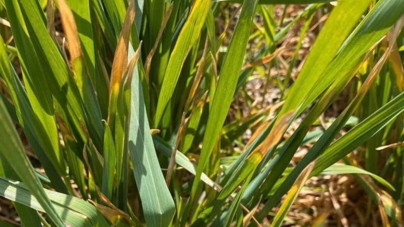 Весняні заморозки загрожують колосальними втратами врожаю озимих на Херсонщині