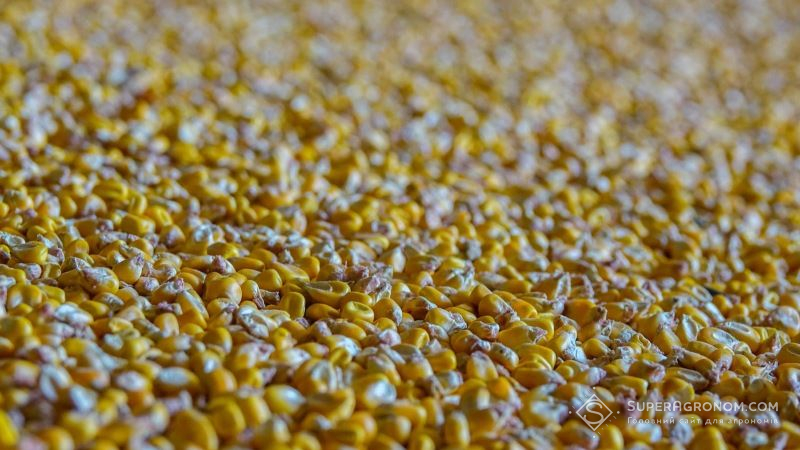 В портах зафіксовано зниження закупівельних цін на кукурудзу