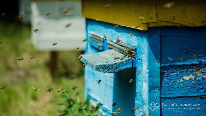 З допомогою бджіл садівники рятують врожаї після нічних заморозків