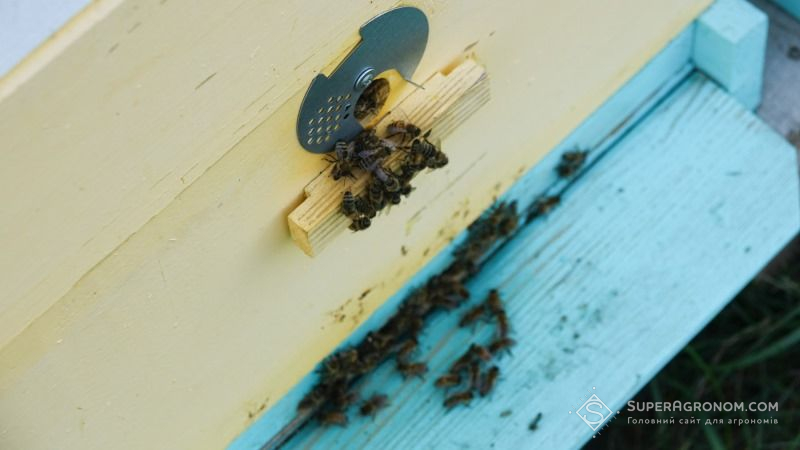 На Кіровоградщині аграріїв звинуватили в загибелі 2 мільйонів бджіл