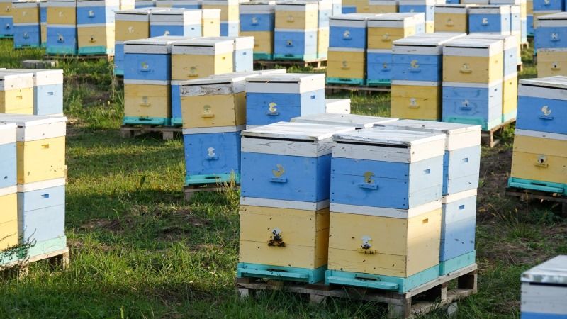 Пасічники звернулись до Кабміну через масові отруєння бджіл пестицидами