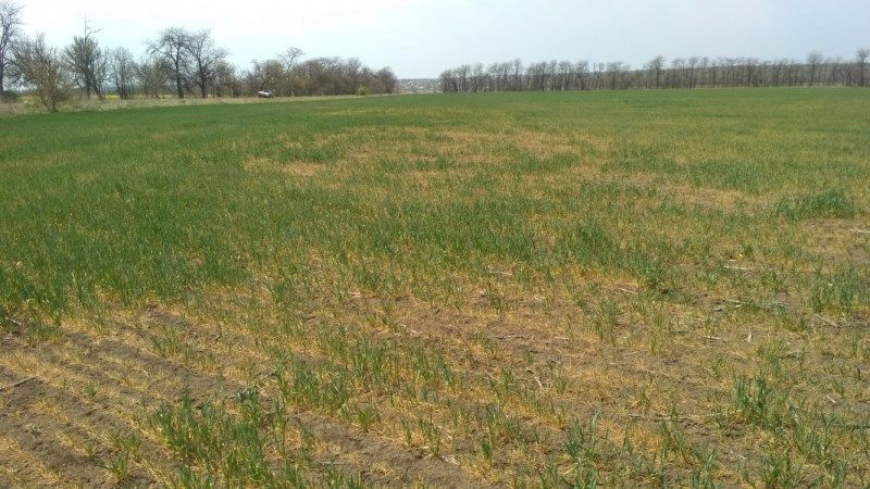 На півдні Одещини посуха знищила до 70% посівів озимих