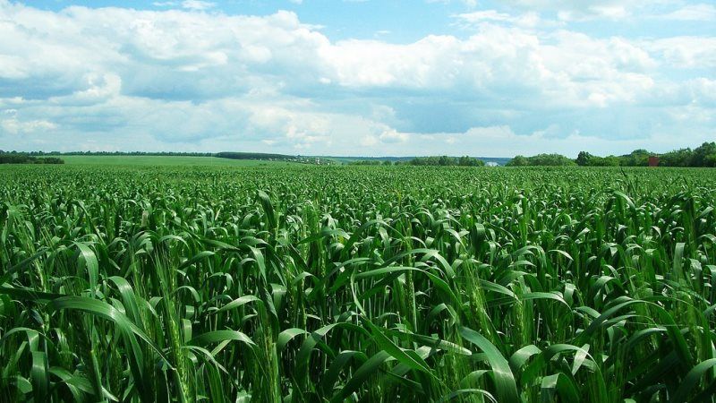 Аграріям розповіли, як обрати оптимальний фунгіцид для захисту зернових