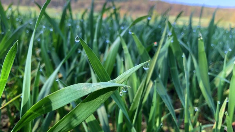 Фахівці розповіли про контроль хвороб зернових колосових в умовах травневих опадів