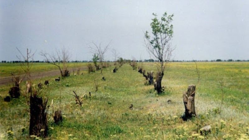 На Миколаївщині зафіксовано черговий випадок незаконної вирубки лісосмуг
