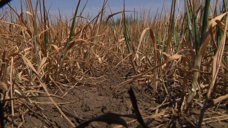 Через посуху Одещина ризикує втратити більше половини врожаю — заява