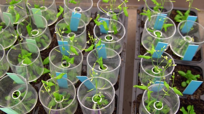 За допомогою технології CRISPR вченим вдалось реструктуризувати гени рослин