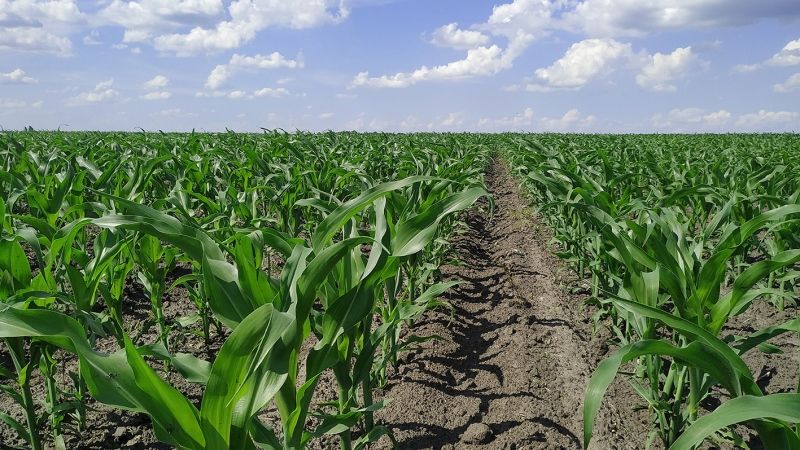Своєчасний гербіцидний захист сприяє збереженню до 70% врожаю кукурудзи — експерт