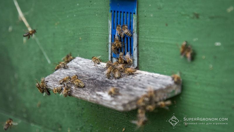 За останні роки в Україні суттєво побільшало випадків отруєння бджіл пестицидами — науковець