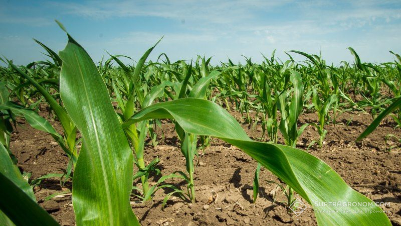 На LNZ Hub 3.0 дослідили залежність умов сівби на потенційну врожайність кукурудзи