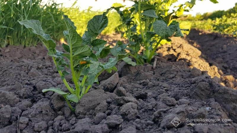 На Прикарпатті існує загроза ураження посадок картоплі хворобами