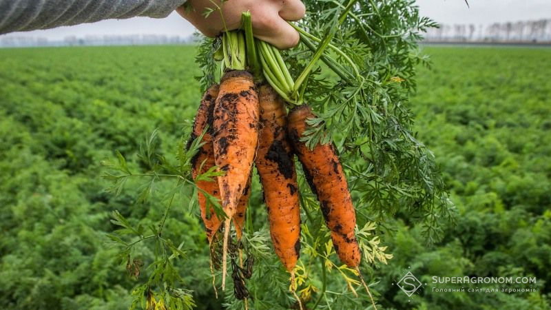 Через заморозки овочівники недоотримають врожай моркви — прогноз