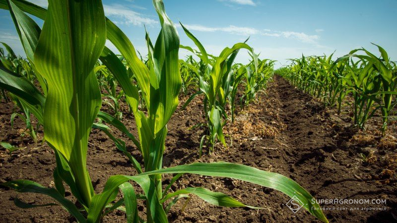 Науковець оцінив поточний фізіологічний стан посівів кукурудзи