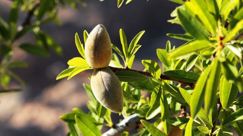 Одеський агроном вирощує 6 вітчизняних сортів мигдалю