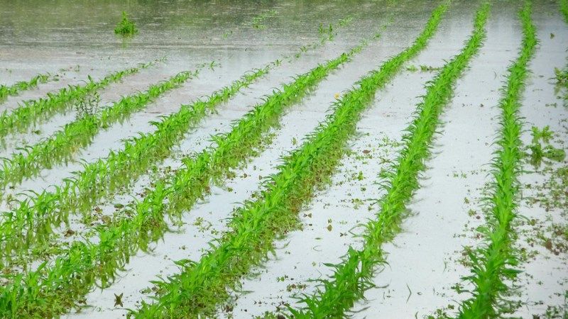 Через сильні зливи аграрії на Прикарпатті ризикують втратити частину врожаю