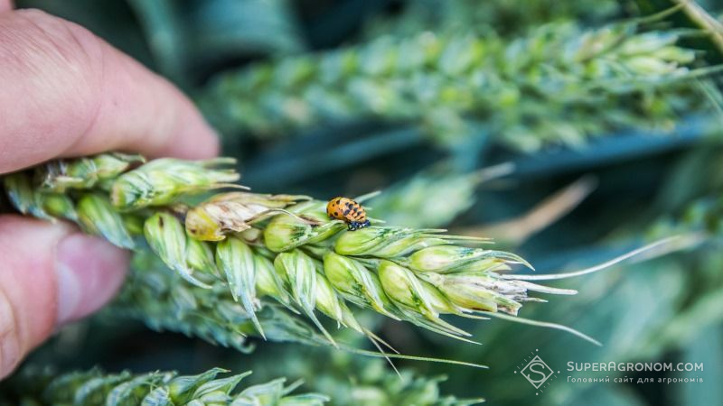 Надмірне зволоження сприяє збільшенню глибокого ураження зерна пшениці фузаріозом