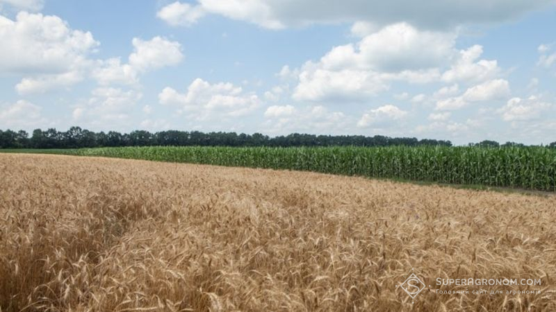 Біостимулятор допоміг впоратись з наслідками аномальних заморозків на пшениці — досвід ДГ Драбівське
