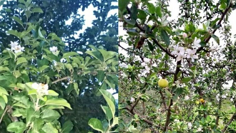На Одещині подекуди повторно зацвіли плодові дерева