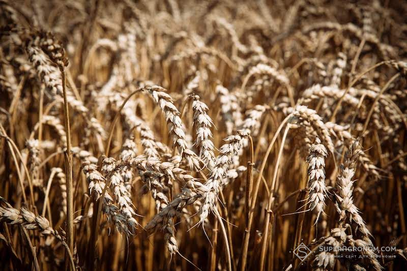 У LNZ Hub 3.0 прокоментували як кількість фунгіцидних обробок впливає на врожай ярої пшениці
