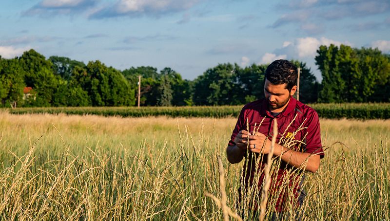 Прабін Байгайн, один із селекціонерів проміжного сорту пшениці, на дослідній ділянці 
