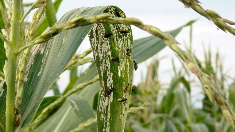 Через західного кукурудзяного жука у чотирьох районах на Одещині запроваджено карантин