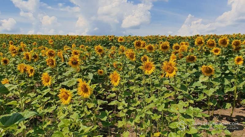 Через посуху Бессарабія ризикує втрати врожай соняшнику та кукурудзи — думка