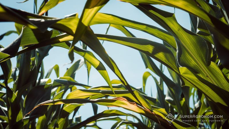 Зміщення строків сівби сприяло зниженню втрат врожаю кукурудзи через посуху — досвід А.G.R. group