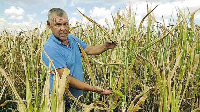 Посуха нищить врожаї у фермерів на Вінниччині