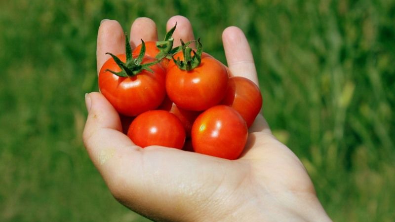 У Колумбії працюють над селекцією томатів з високим вмістом антиоксидантів