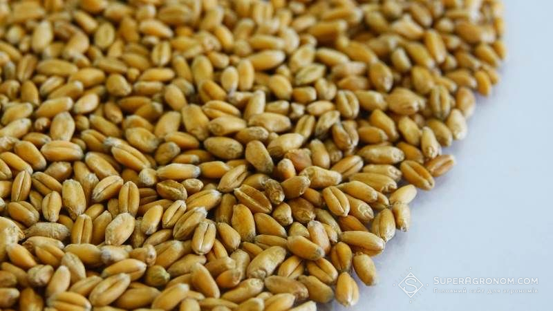 Відповідальність за первинну якість зерна та наявність залишків хлорпірифосу повинен нести агровиробник — думка