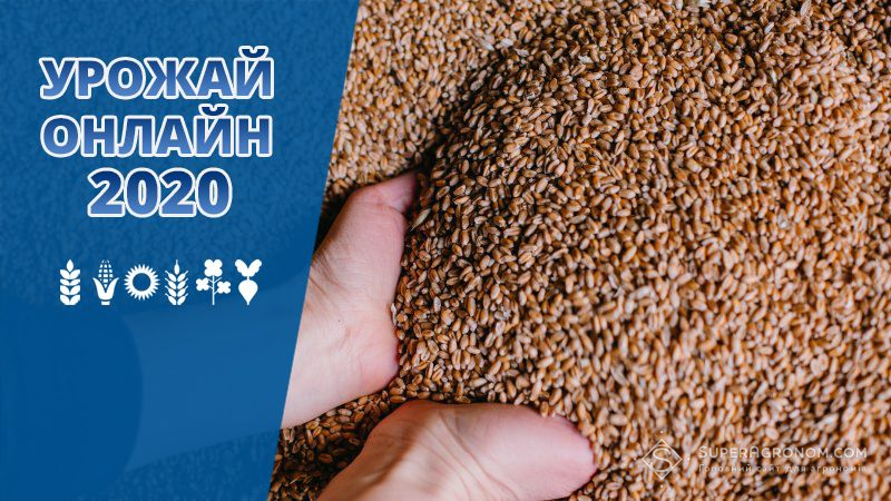 Визначено області-аутсайдери за врожайністю пшениці у сезоні-2020