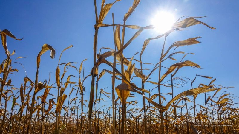 Названо області, які ризикують зазнати найбільших втрат врожаю кукурудзи
