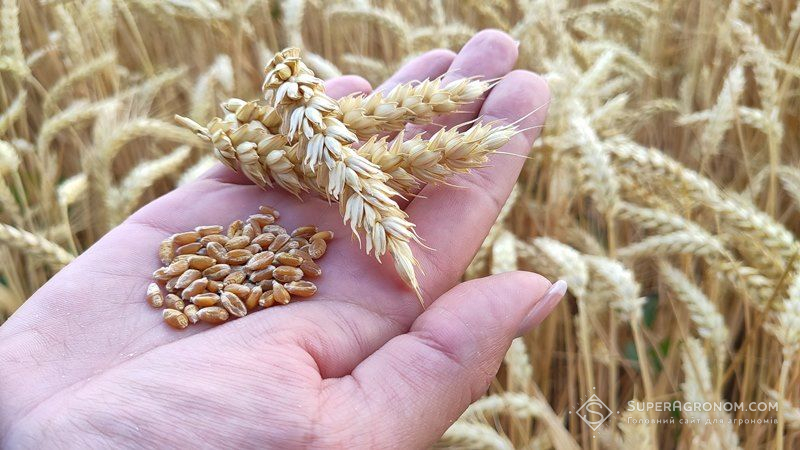 Миронівський інститут пшениці оприлюднив результати досліджень на найвищу врожайність озимої пшениці