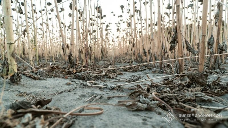 Посуха нищить врожаї соняшнику на півдні України
