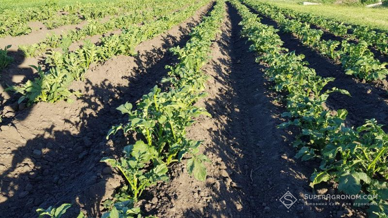 Волинський фермер експериментує з вирощуванням картоплі різних сортів