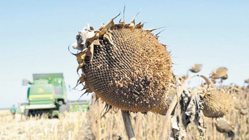 Аграрії Кіровоградщини ризикують зазнати збитків через неврожай соняшнику та кукурудзи